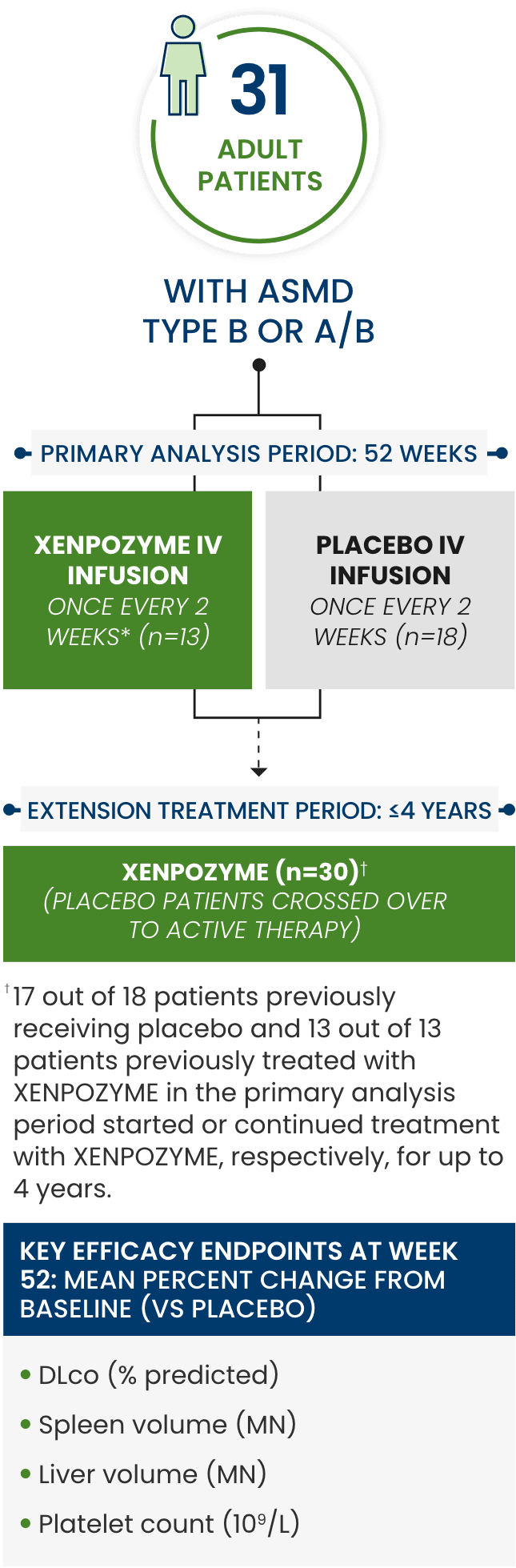 Illustration of Xenpozyme clinical trial design in adult patients with ASMD. The 52 week clinical trial consisted of 31 adult patients with ASMD (type B or A/B) with 13 patients that received a Xenpozyme IV infusion once every two weeks and 18 patients that received placebo. The extension treatment period was less than or equal to 4 years with 30 patients (placebo patients crossed over to active therapy). 